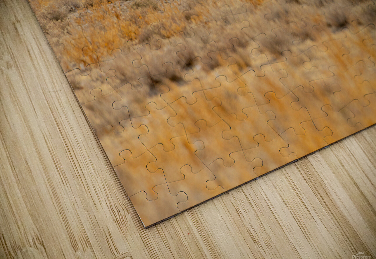 Zebra 1 Nick McRae Puzzle