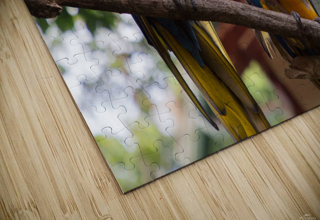 Macaws 1 Nick McRae Puzzle