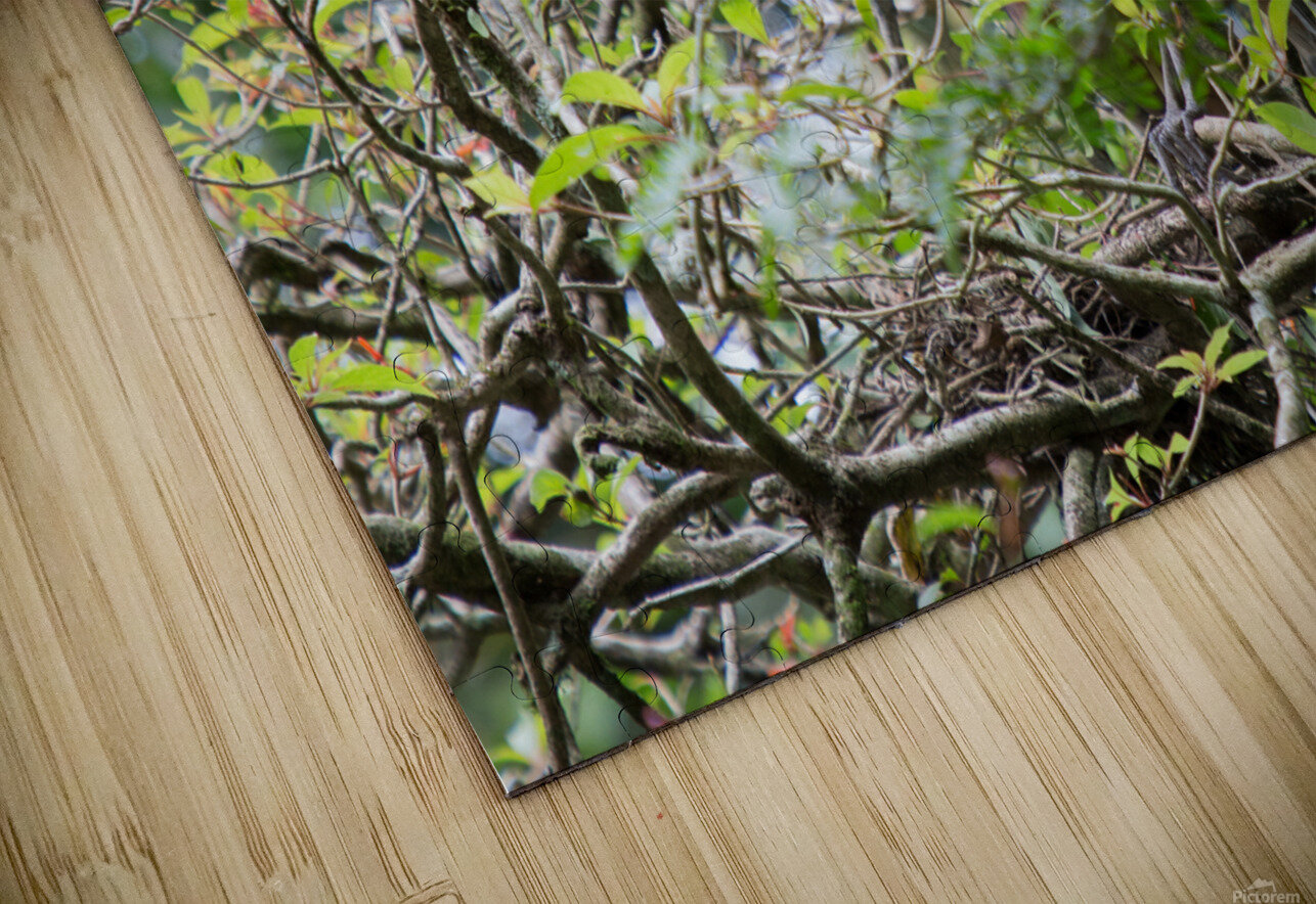 Boat-Billed Heron 1 Nick McRae Puzzle