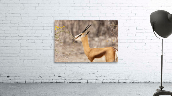 Springbok 3 Wall Preview