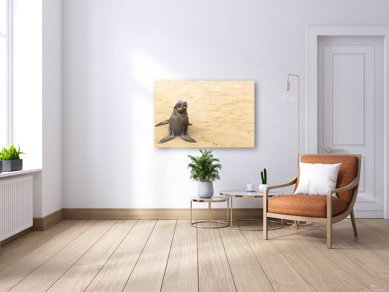 Cape Cross Seal 3 Reproduction